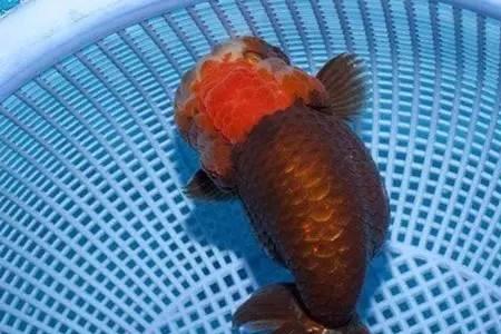 兰寿多少度生长最快