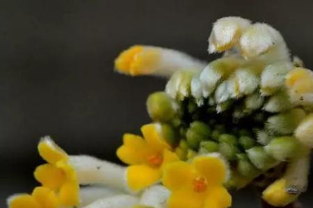 结香花干枯什么原因