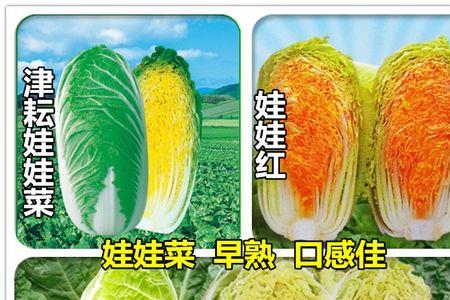 娃娃菜和大头菜是一种菜吗