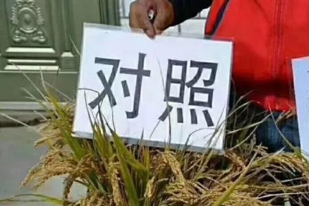 春雷霉素水稻田什么时间用最好