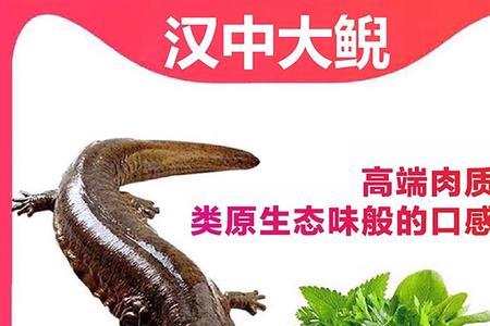 娃娃鱼怎么运输能活
