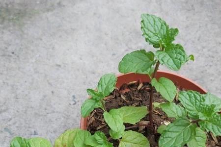 薄荷枯萎能活多久