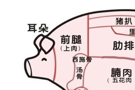 猪大嘴是个什么部位