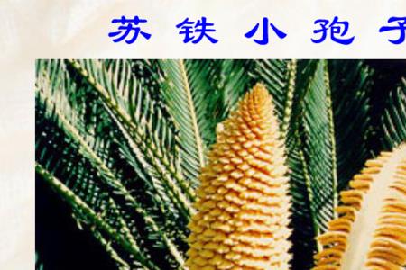 三种常见裸子植物及观赏价值