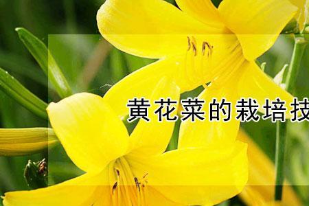 黄花油菜怎么种