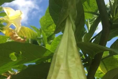 天羽曼陀罗花介绍
