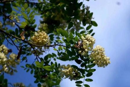 咸阳在哪可以钩槐花