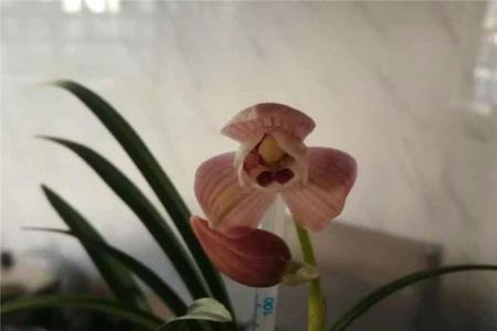 兰花玉鼎红是什么品种