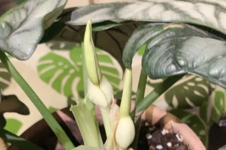 白犀牛海芋怎么修剪