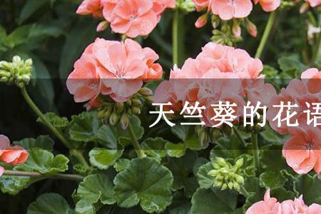 十字花花语