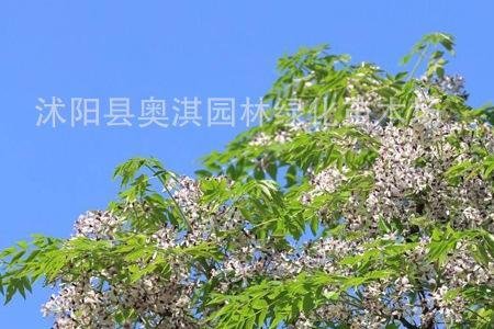 苦楝树能嫁接小枣树吗