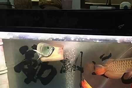 家里养鱼的好处和坏处