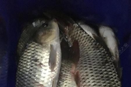 夜钓有鱼没口钓底还是钓浮