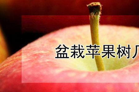苹果种子种下后大概几天发芽