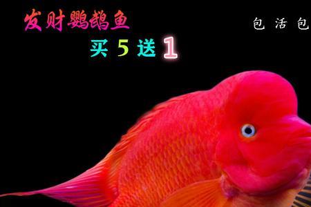 红财神鹦鹉多大起头