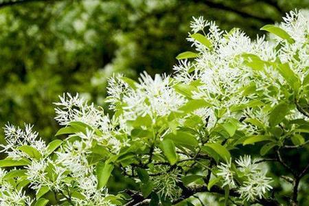 流苏用种子怎么繁殖