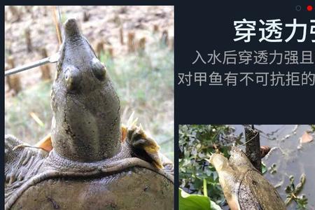 钓巴西龟用什么诱饵