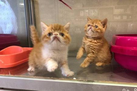 加菲猫配蓝猫会生什么猫