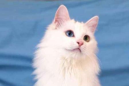 狮子猫怎么爆毛