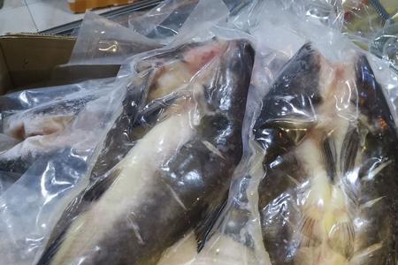 清江鱼鱼泡能吃吗