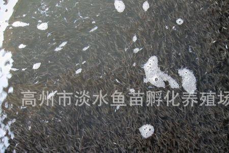 鲫鱼水花养殖技术