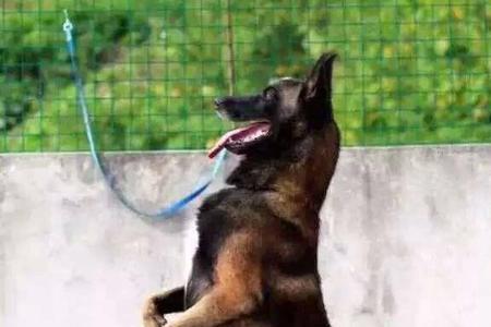 不训练的马犬会不会护主