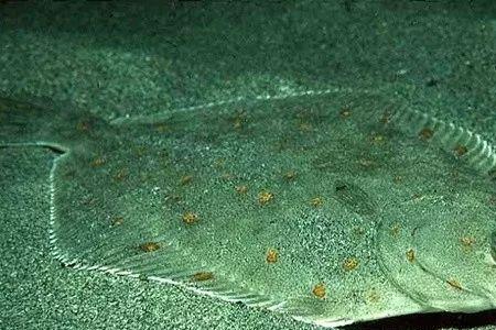 鲽鱼养殖与野生的区别