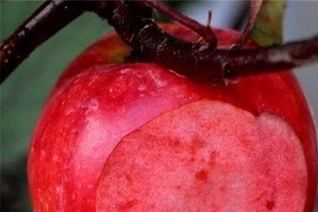 双馨苹果品种介绍