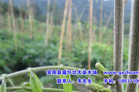 牛膀和牛大力有什么区别