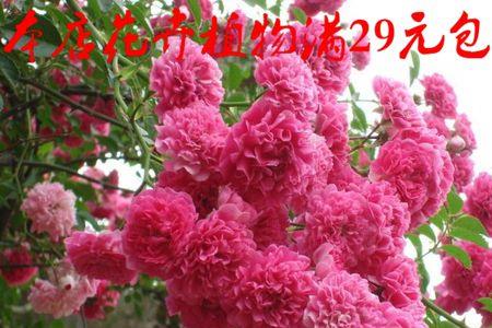 蔷薇花和牡丹花的区别