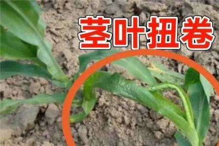赤霉素怎么蘸根