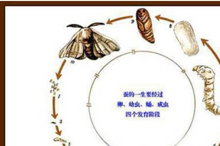 茧的生长期有多长时间