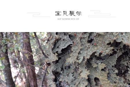 青蛙皮干菜学名叫什么