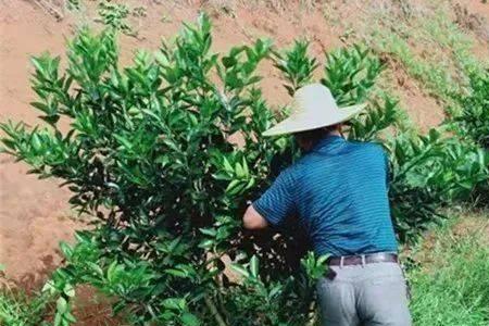 柑橘秋梢出芽喷什么药
