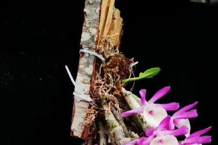 贝壳石斛开花图