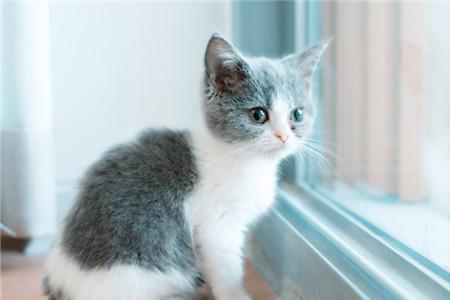 两个月的猫咪有呼噜声咋回事