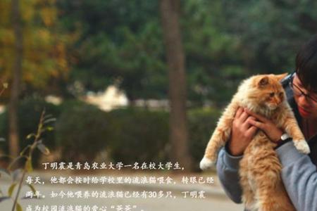 怎么找喂过的流浪猫