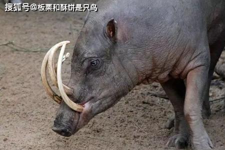 野猪的獠牙能放身边吗