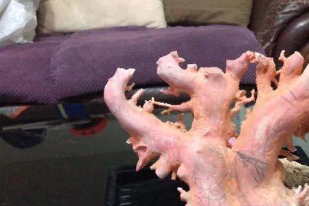 调色盘珊瑚属于什么种类