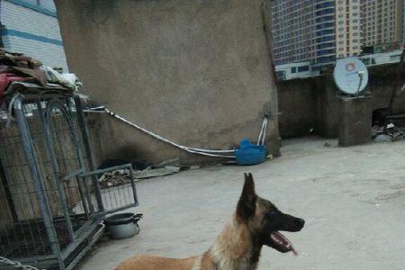 怎样判断马犬是鳄鱼嘴