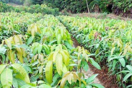 番石榴树可以嫁接芒果树吗