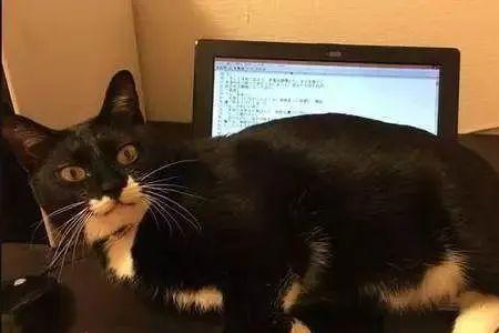 如何防止猫咬显示器