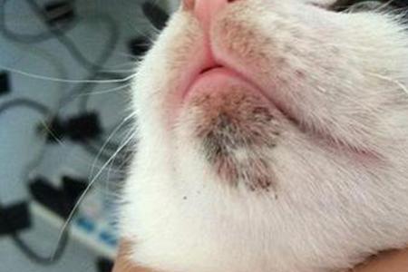 为什么有些猫看着像没有下巴