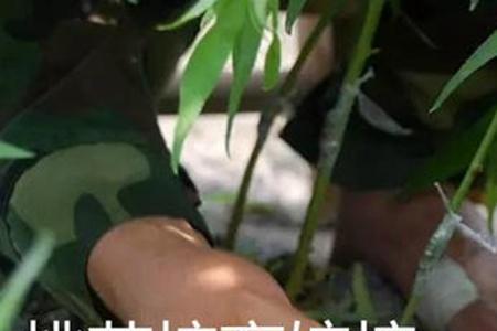 当年移栽的桃树可以当年稼接吗