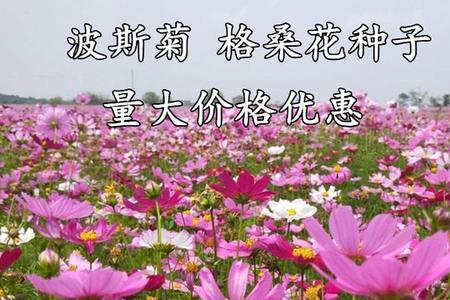 盆栽格桑花种植方法