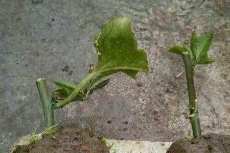 百香果种子要多久才发芽