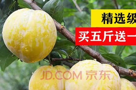 黄金李是李子吗