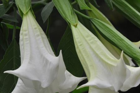 曼陀罗花的优点是什么