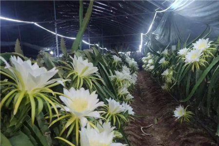 火龙果雄雌花分别图
