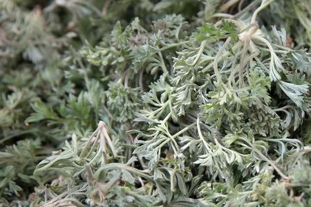 白蒿要不要开水烫
